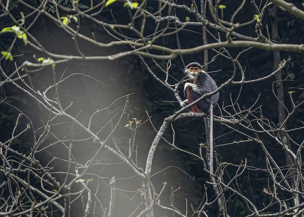 Red-shanked douc — park primate