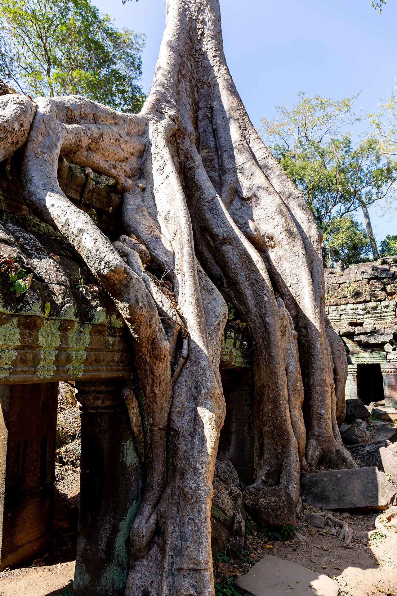Ta Prohm — roots over ruins